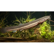 Вьюн обыкновенный (Misgurnus fossilis) 18 см.
