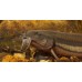 Вьюн обыкновенный (Misgurnus fossilis) 18 см.