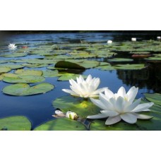 Нимфея (Кувшинка) Nymphaea