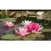Нимфея (Кувшинка) Nymphaea