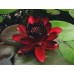 Нимфея (Кувшинка) Nymphaea