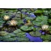 Нимфея (Кувшинка) Nymphaea