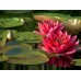 Нимфея (Кувшинка) Nymphaea
